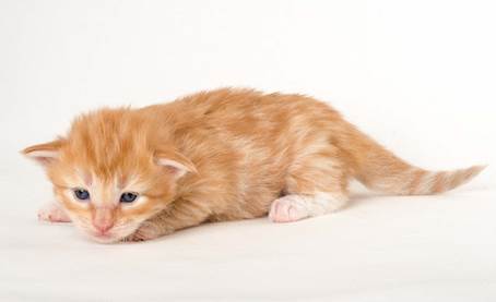 20150618_e2-kull_2_weeks_0012