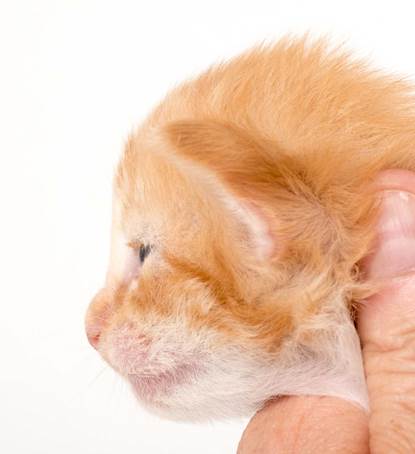 20150618_e2-kull_2_weeks_0011