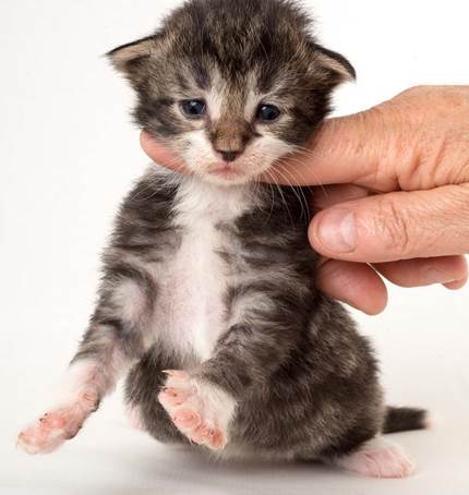 20150618_e2-kull_2_weeks_0085