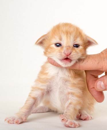 20150618_e2-kull_2_weeks_0129