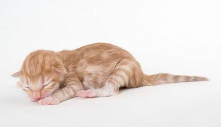 20150603_e2-kull_newborn_0028