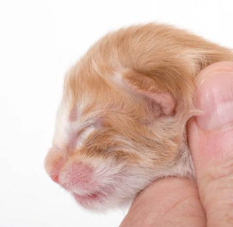 20150603_e2-kull_newborn_0027