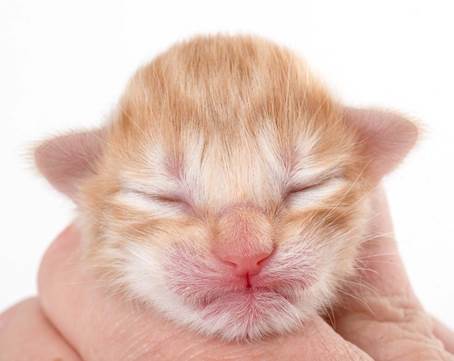 20150603_e2-kull_newborn_0026