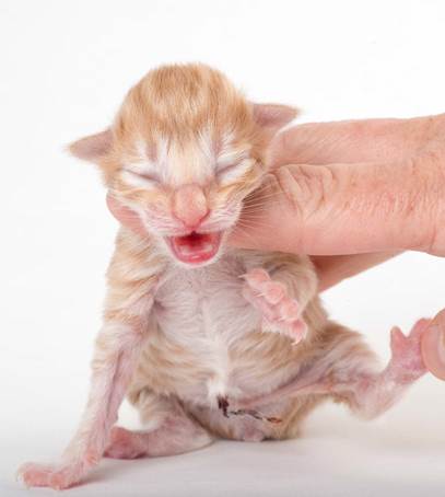 20150603_e2-kull_newborn_0025