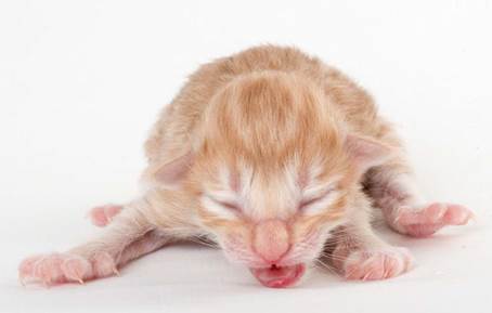 20150603_e2-kull_newborn_0023