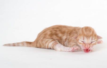 20150603_e2-kull_newborn_0032