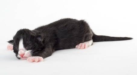 20150603_e2-kull_newborn_0040