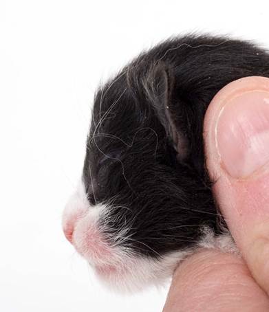 20150603_e2-kull_newborn_0039