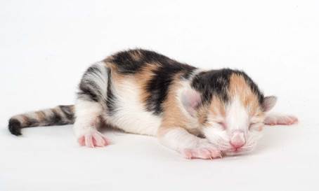 20150603_e2-kull_newborn_0053