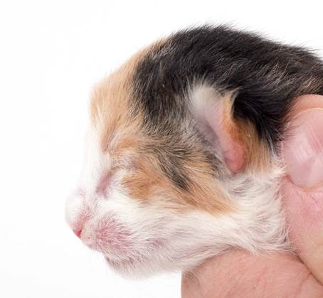 20150603_e2-kull_newborn_0051