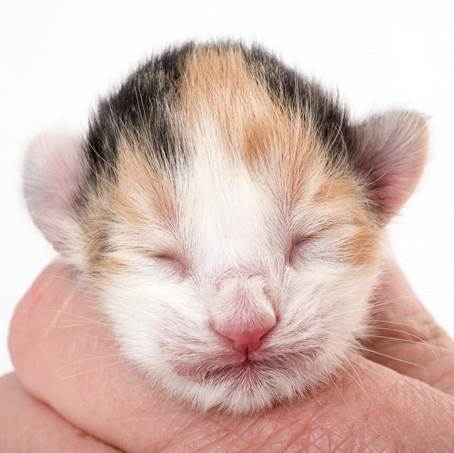 20150603_e2-kull_newborn_0049