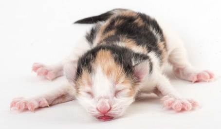 20150603_e2-kull_newborn_0044