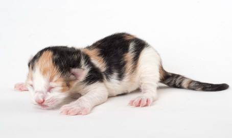 20150603_e2-kull_newborn_0054