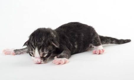 20150603_e2-kull_newborn_0068