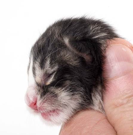 20150603_e2-kull_newborn_0065