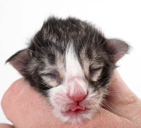 20150603_e2-kull_newborn_0063