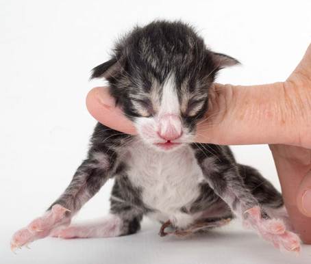 20150603_e2-kull_newborn_0059