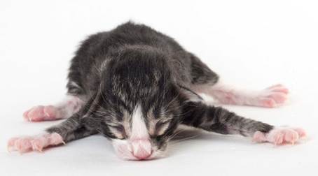 20150603_e2-kull_newborn_0058