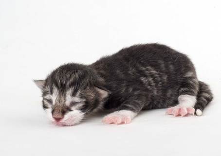 20150603_e2-kull_newborn_0080