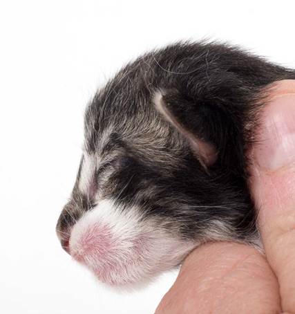 20150603_e2-kull_newborn_0078