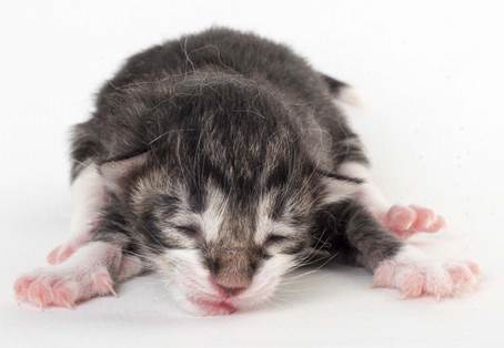 20150603_e2-kull_newborn_0072