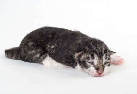 20150603_e2-kull_newborn_0083