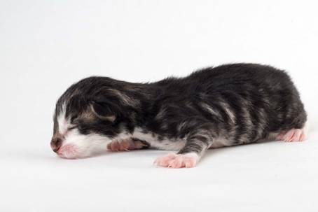 20150604-e2-kull_newborn_091