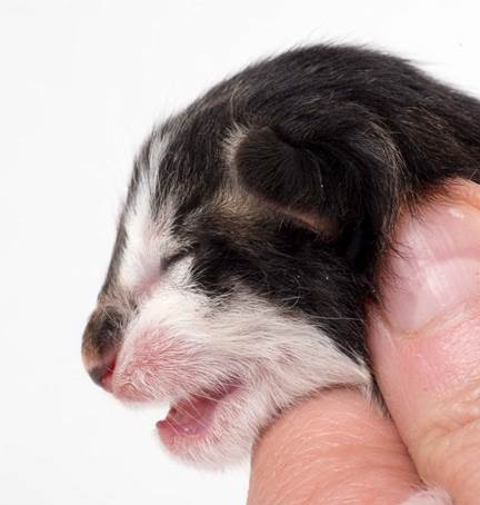 20150604-e2-kull_newborn_089