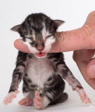 20150604-e2-kull_newborn_086