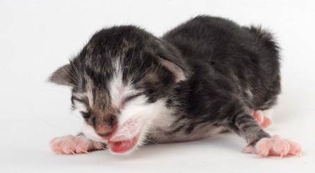 20150604-e2-kull_newborn_084