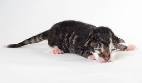 20150604-e2-kull_newborn_092