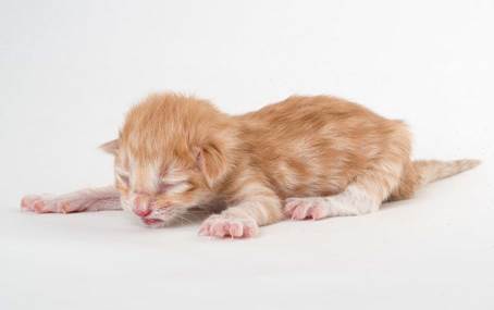 20150604-e2-kull_newborn_107