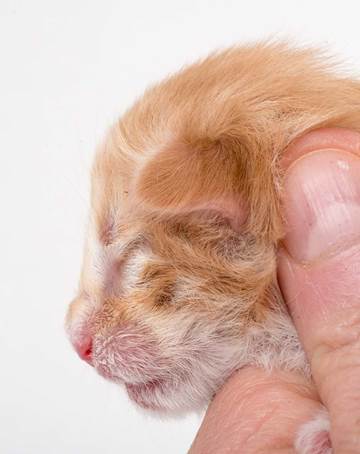 20150604-e2-kull_newborn_104