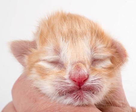 20150604-e2-kull_newborn_102