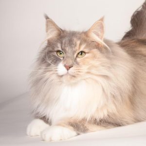 20150201_othelia_jan_2015_0047