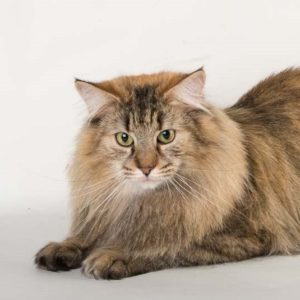 20151130-johanne_001