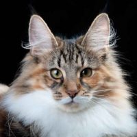 feline_forside