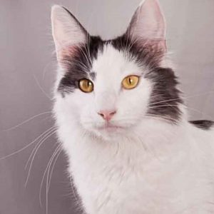 strawberry_white_forside