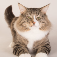 20140531-Skogkattmesterskapet_2014_cats_072