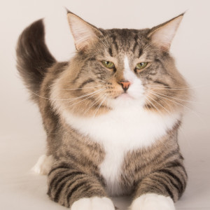 20140531-Skogkattmesterskapet_2014_cats_072