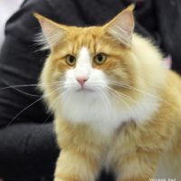 Billy_Biscuit_forside