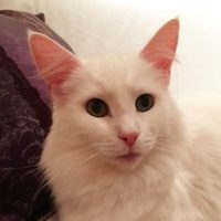 Tomine_forside Tomine_forside