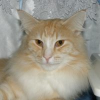 anton_rampekvakk_forside