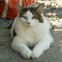 big_boy_forside big_boy_forside