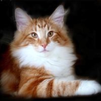 chad_forside chad_forside