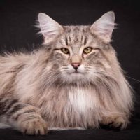 danske_joachim_forside danske_joachim_forside