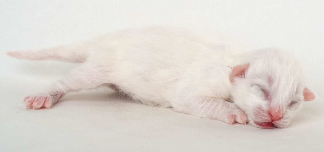 New (N)Migoto’s kittens – O2-litter born 17th of December 2016