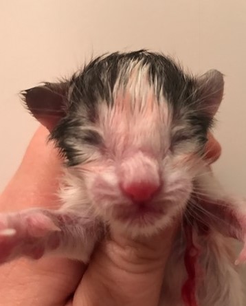 New (N)Migotos R2 Litter born 2nd of April 2017