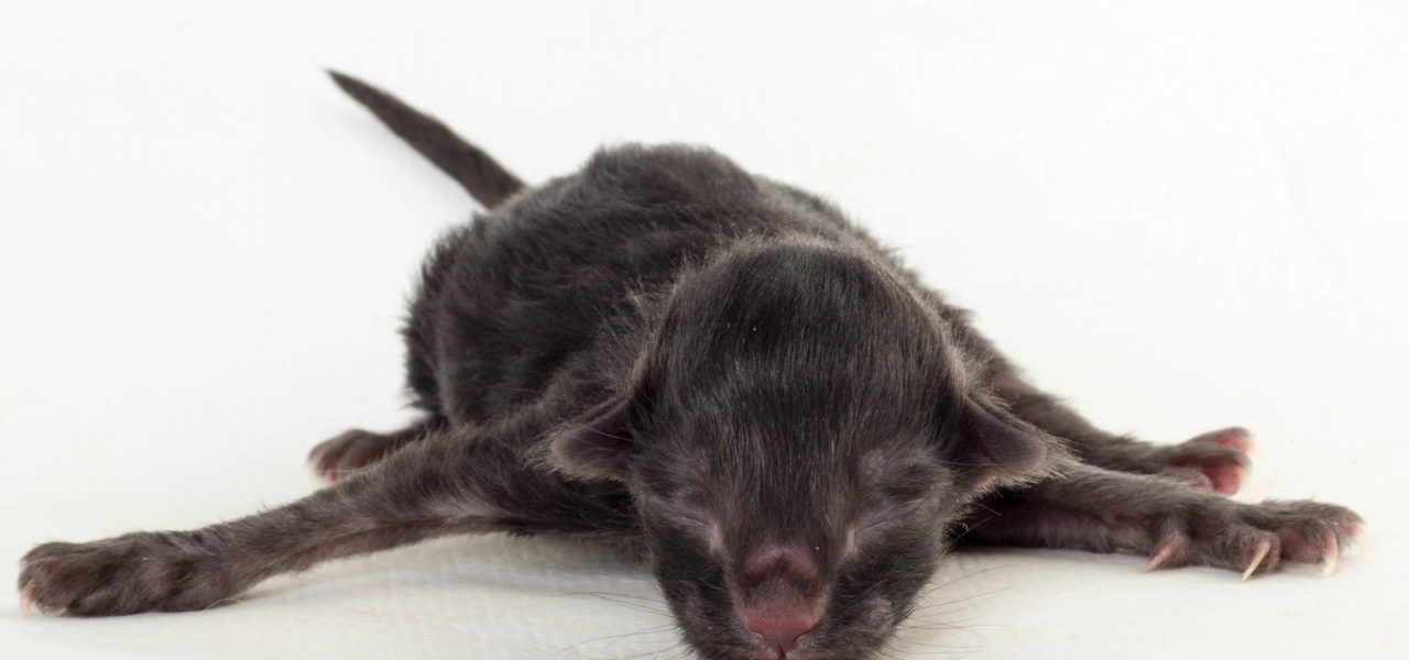 (N)Migoto’s U2 Litter born 21st of July 2017