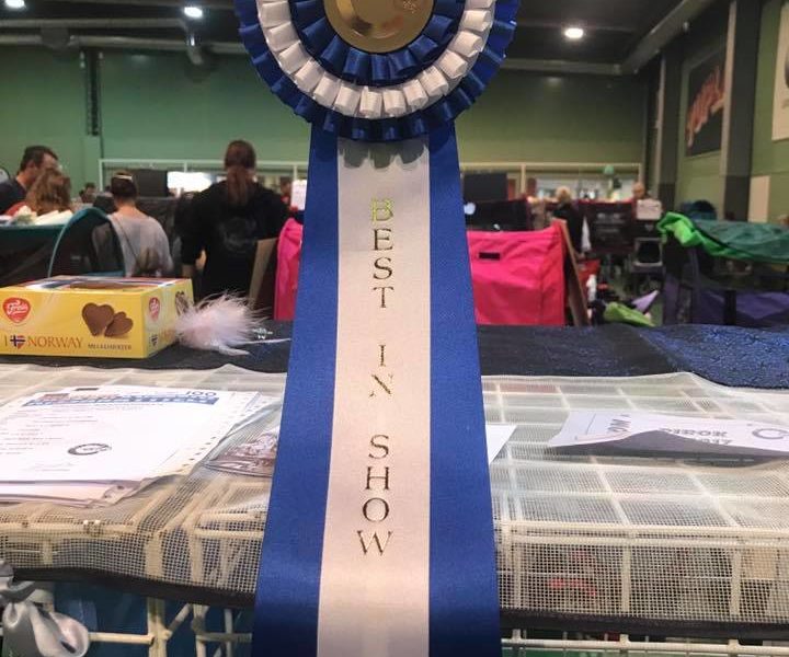 Fantastic results at Pirok show in Tampere 2nd of September